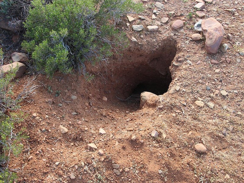 The mouth of an aardvark burrow in red stony soil beside a low shrub