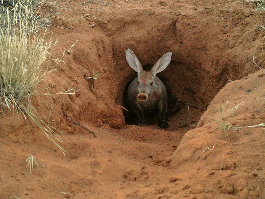 An aardvark looking out from the mouth of its burrow in red soil