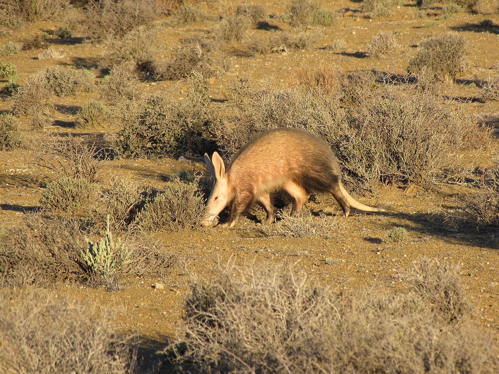 An aardvark walking with its snout to the ground in dry shrubland