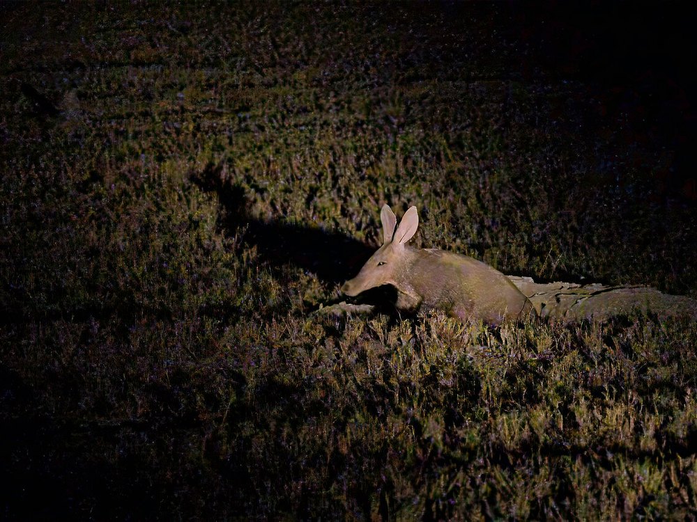 An aardvark lit by a spotlight at night among low shrubs