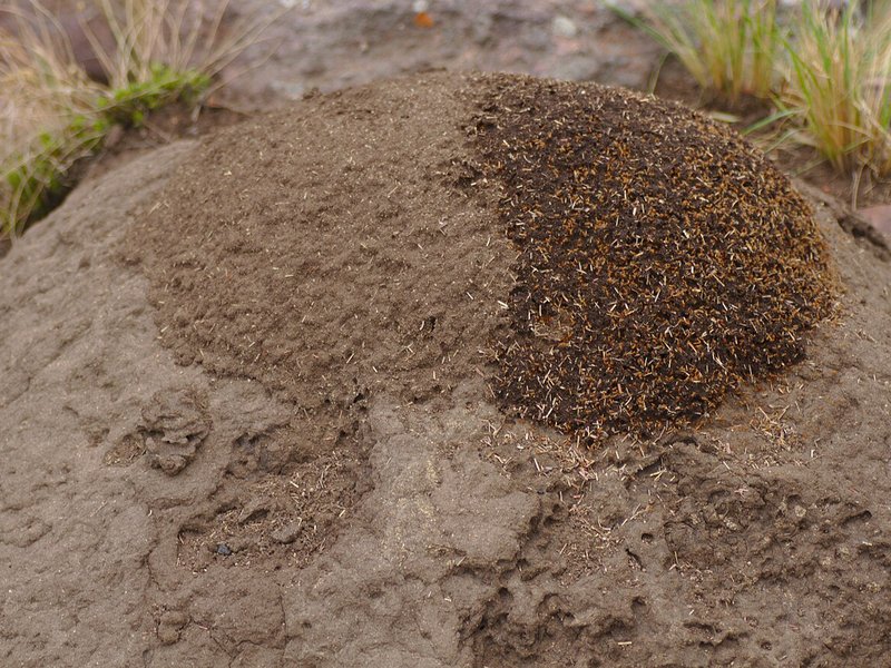 A low dome of soil with a patch of fresh brown soil and chopped grass on top, with grass tufts at the edges