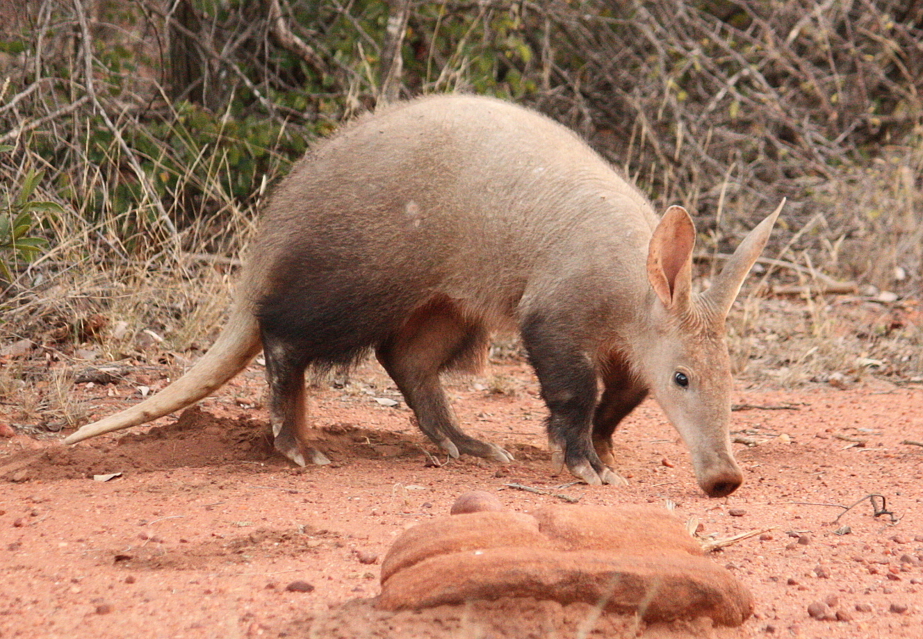An aardvark foraging on red soil