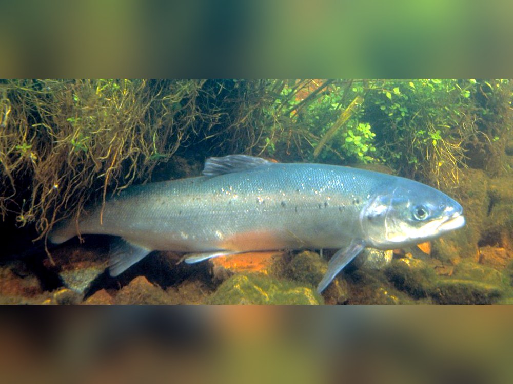 An adult Atlantic Salmon seen from the side underwater, among plants and stones