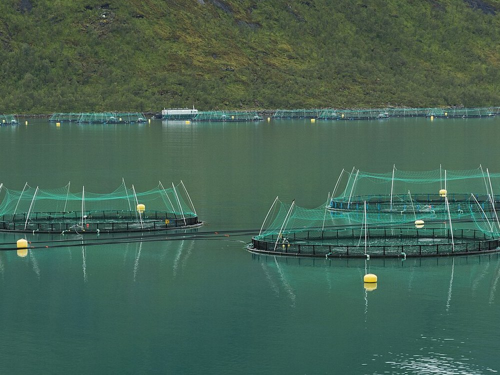 Three floating net-covered salmon farm cages in a fjord