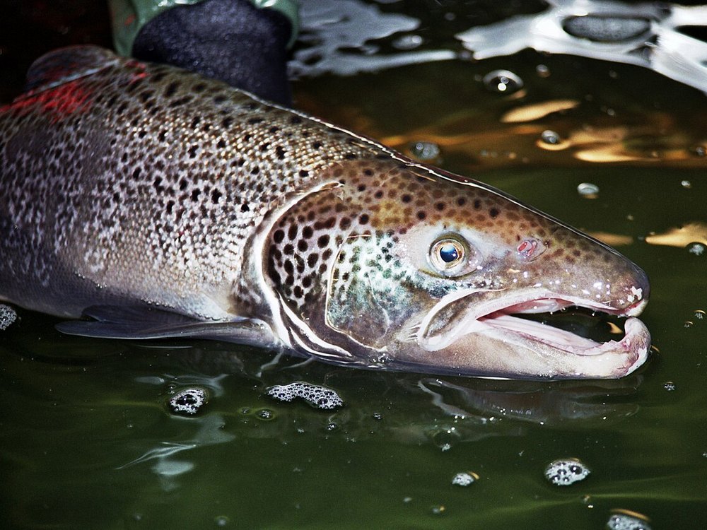 A male Atlantic Salmon held at the water surface, showing the hooked lower jaw and a red patch on the flank
