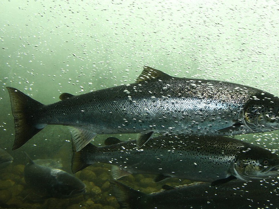 An adult Atlantic Salmon swimming past a viewing window in a river fish ladder