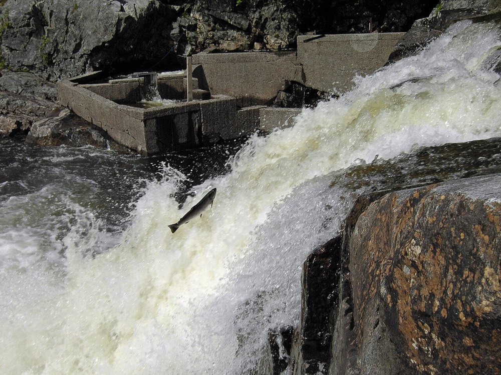 A salmon leaping at a waterfall, with a fish ladder in the background