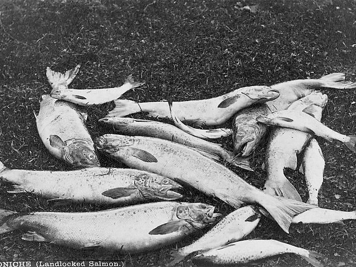 A catch of dead ouananiche laid on grass in an old photograph