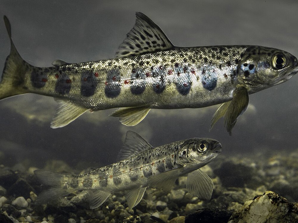 Two river-resident Atlantic Salmon with strong parr marks, a female above and a male below