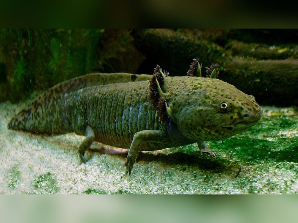 An olive-green axolotl with feathery gills, seen from the side on sand in an aquarium