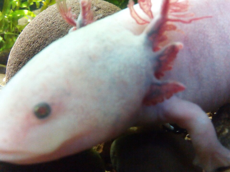 A pale pink-white albino axolotl with red gills and a reddish eye, in close-up