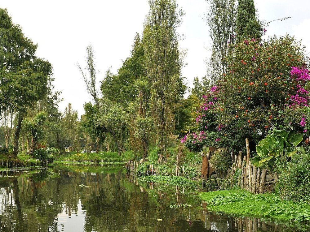 A canal in Xochimilco with trees, flowers and a fenced chinampa edge