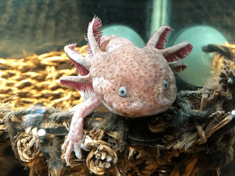 A pinkish-tan axolotl with fine brown speckles and bright red gills, resting on a woven mat in an aquarium