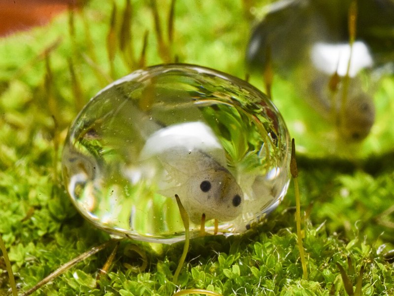 A pale axolotl embryo with dark eyes curled inside a clear egg that rests on moss
