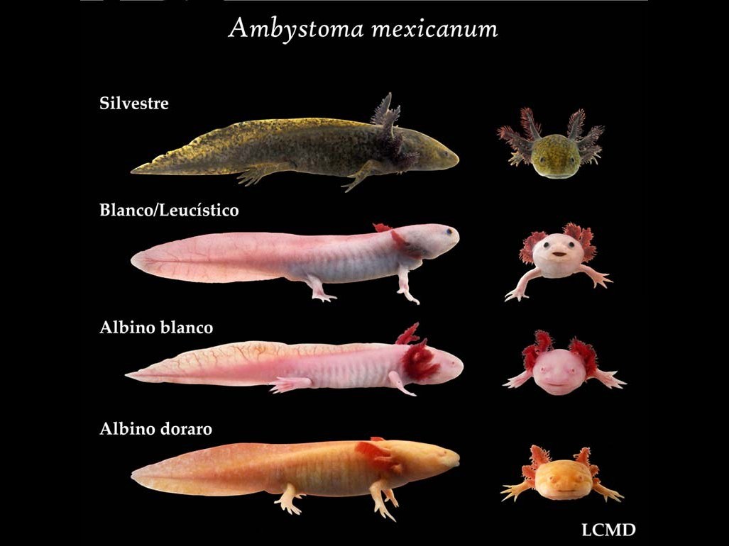 A chart of four axolotl colour forms, each shown from the side and from the front