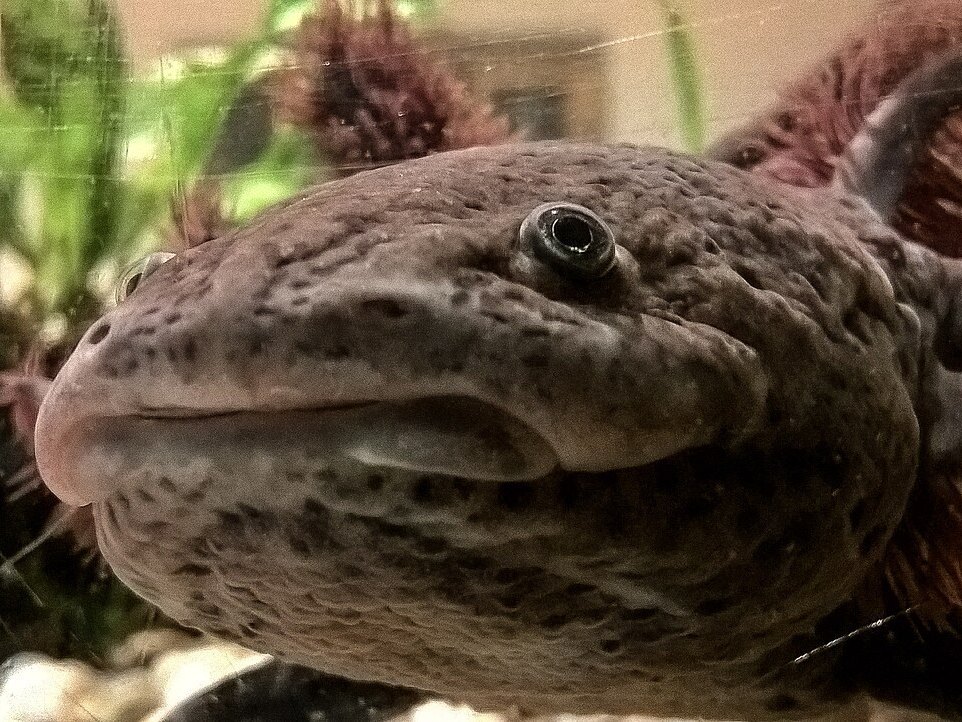 Close-up of the head and gills of a brown-grey mottled adult axolotl
