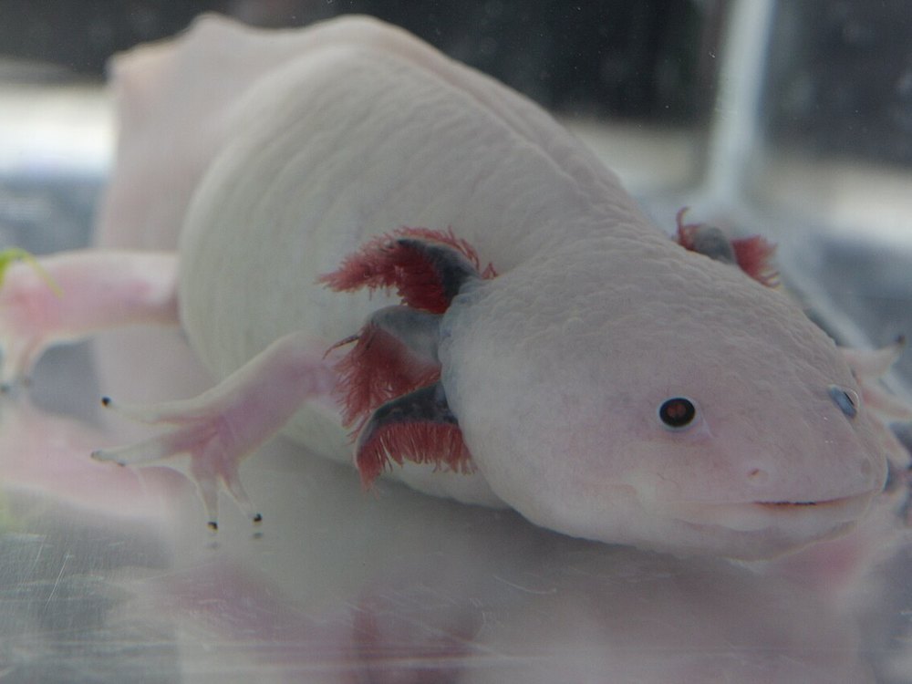 A white axolotl with dark eyes and red gills, seen from the front in an aquarium