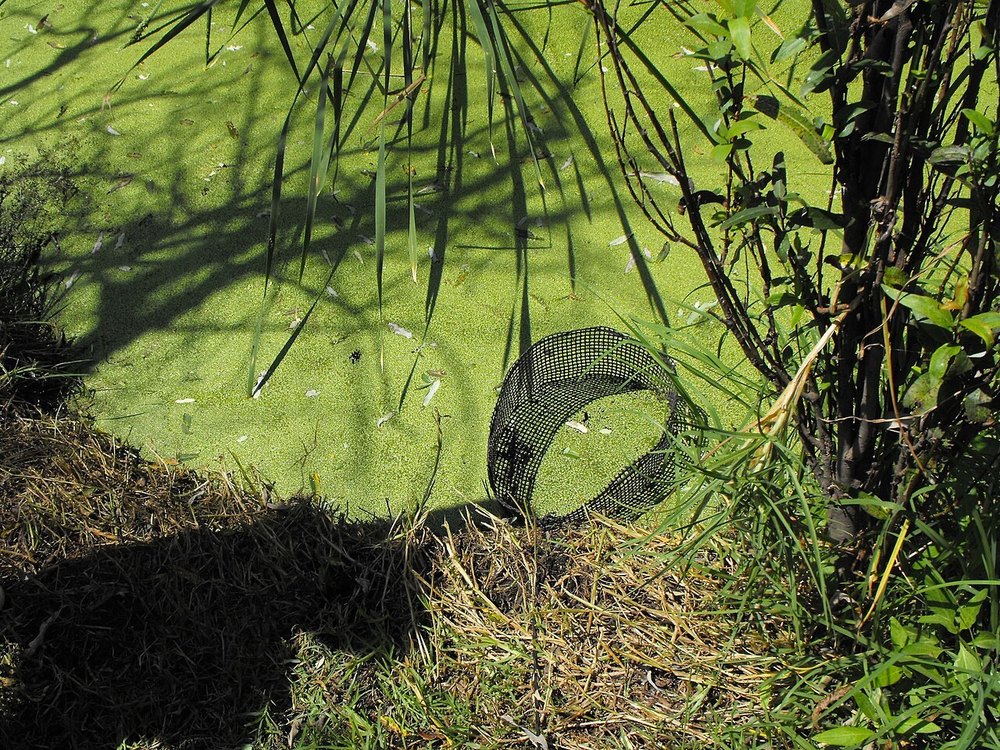 A canal covered in green duckweed beside a bank with trees, with a round mesh enclosure in the water