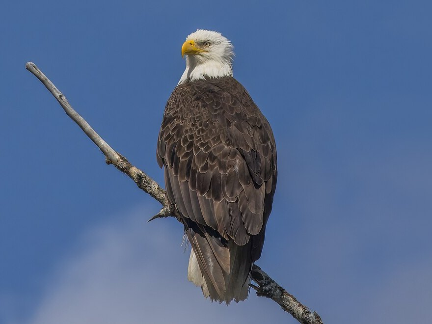 An adult Bald Eagle on a bare branch against a blue sky