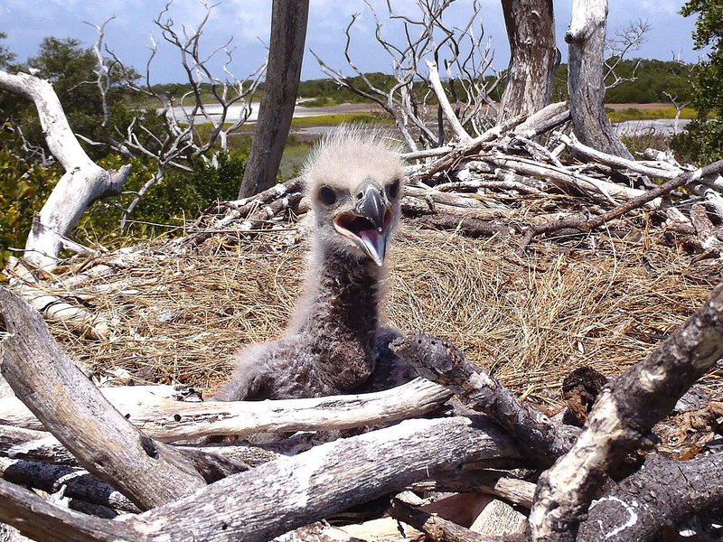 A downy grey Bald Eagle chick with its beak open, in a nest of sticks and grass