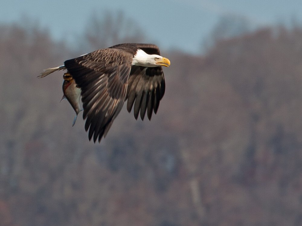 A Bald Eagle flying with a fish in its talons