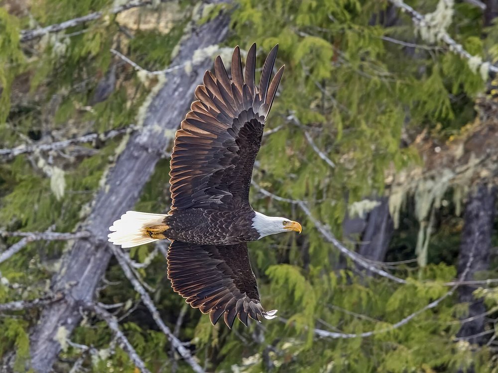 A Bald Eagle in flight seen from above, with both wings spread over a forest