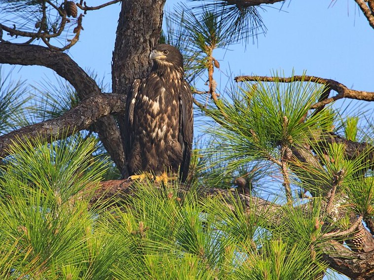 A young Bald Eagle perched among pine branches near its nest tree