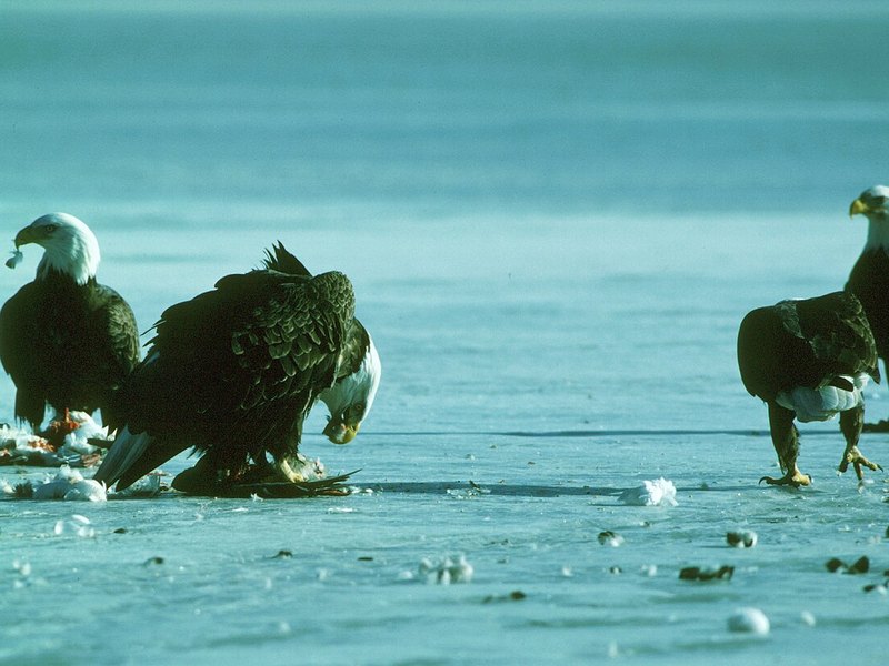 Four adult Bald Eagles standing on ice, two of them at a carcass