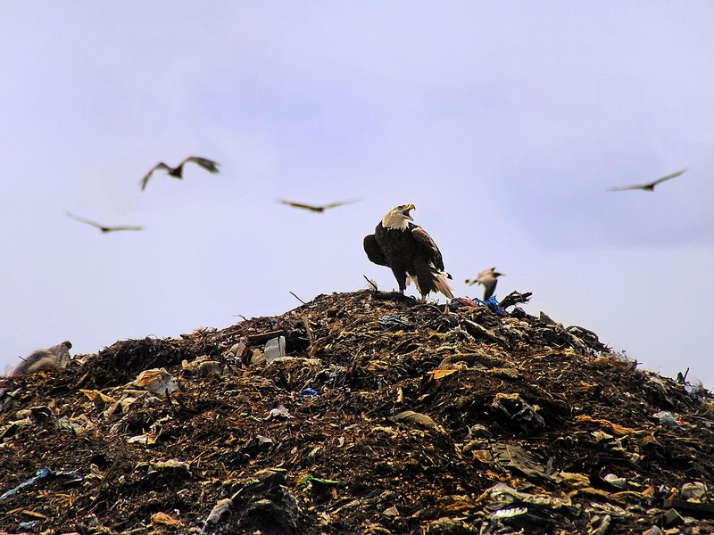 An adult Bald Eagle perched on a heap of rubbish with other birds flying above