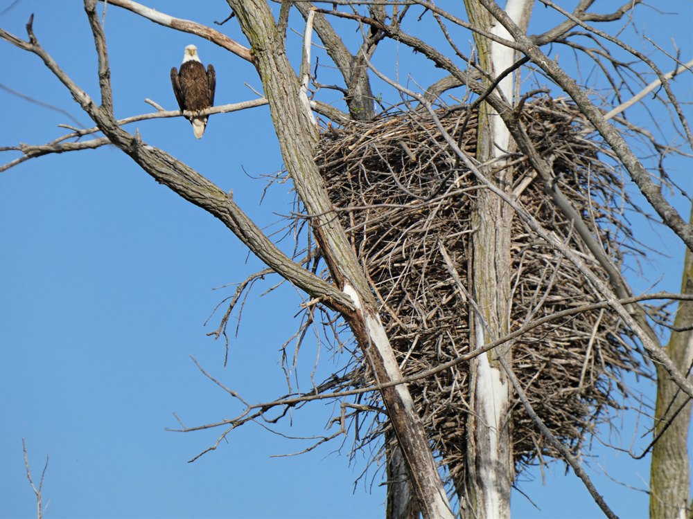 A large stick nest in a bare tree, with an adult Bald Eagle perched on a branch beside it