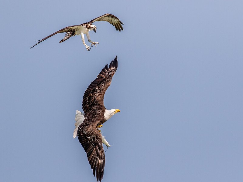 An osprey with talons out above a Bald Eagle that is carrying a fish, against a pale blue sky