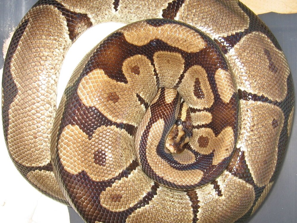 A Ball Python coiled tightly in a ball with its head tucked in