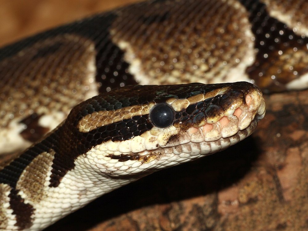 Close-up of the head of a Ball Python in profile