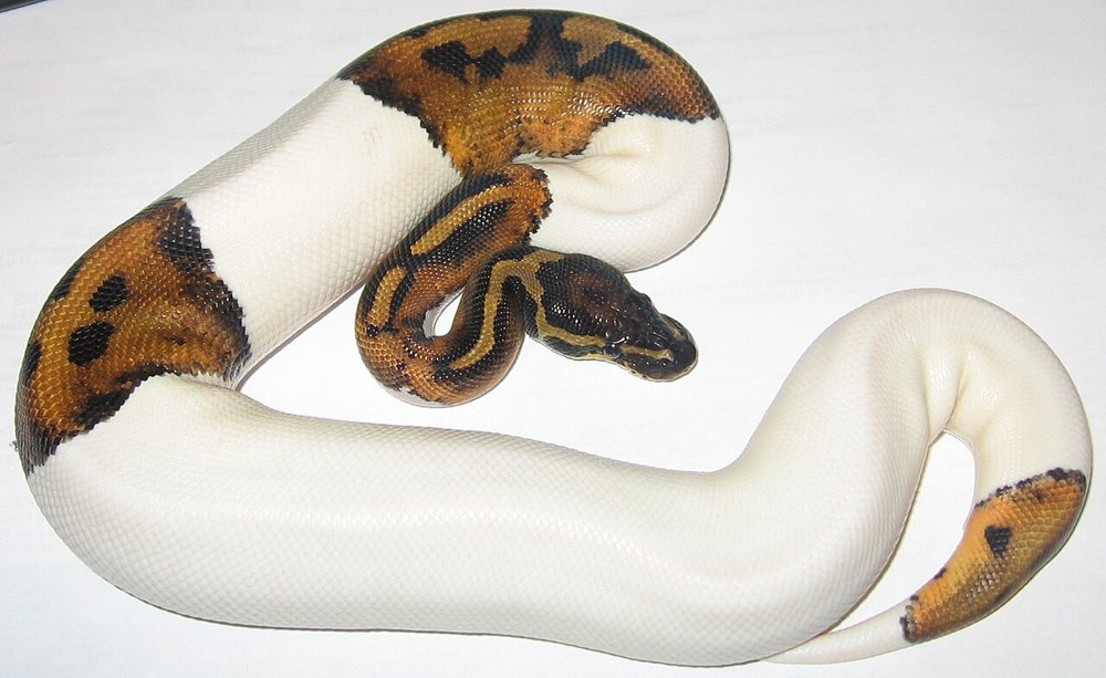 A piebald Ball Python with large white patches and dark brown patches