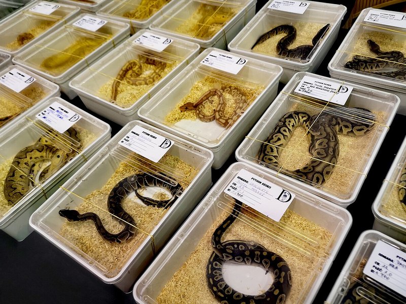 Rows of clear plastic tubs, each holding one Ball Python on bedding, with a label card on each tub