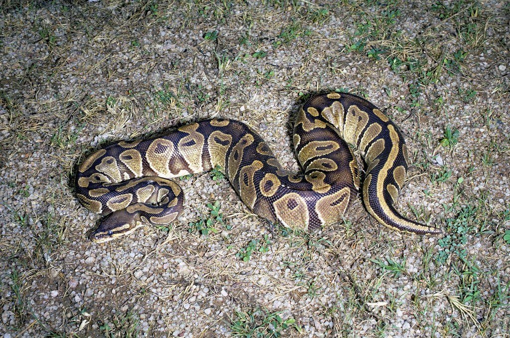 A wild Ball Python lying on gravel and grass in Nigeria