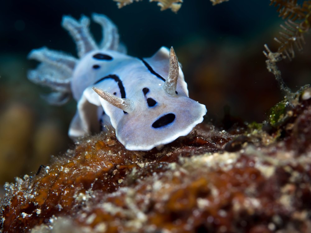 A white sea slug with black stripes and dark blotches on its head, with grey gills, on a rock