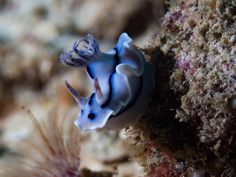 A blue-tinged sea slug with dark stripes and white-edged gills climbing a reef wall