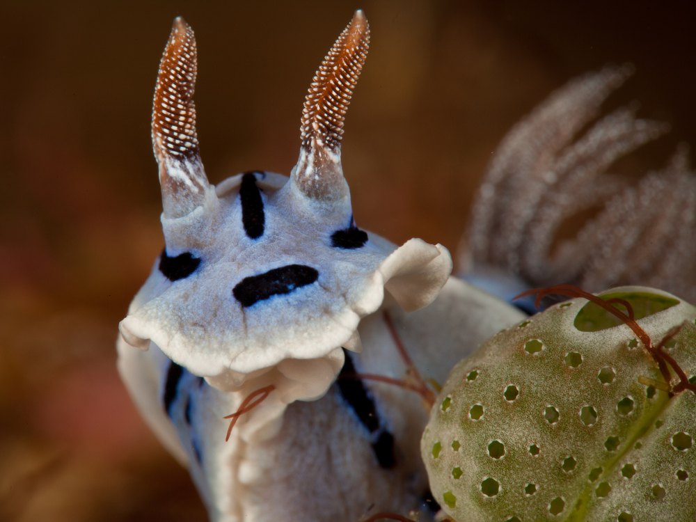 A close view of the head of a white sea slug with black blotches, two tall speckled rhinophores and a grey gill crown behind