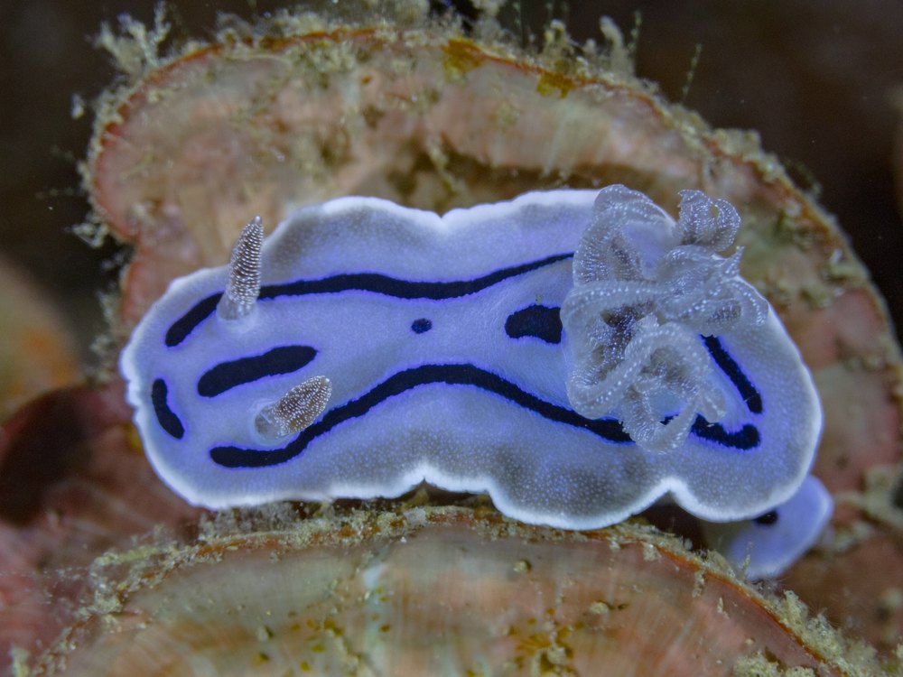 A bluish-white sea slug with dark stripes and a white edge on a coral plate