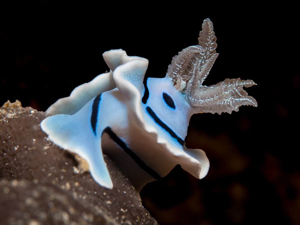 A white sea slug with black stripes and spots and pale gills on a dark background