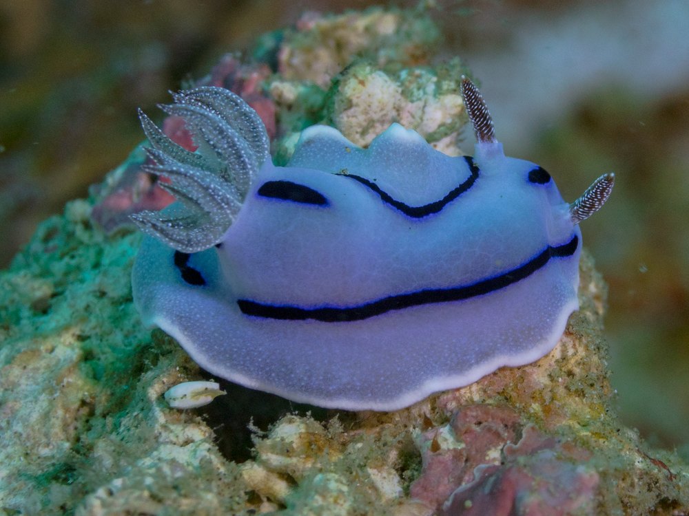 A lilac-blue sea slug with dark lines on a small reef rock, seen from the front, with speckled gills and rhinophores