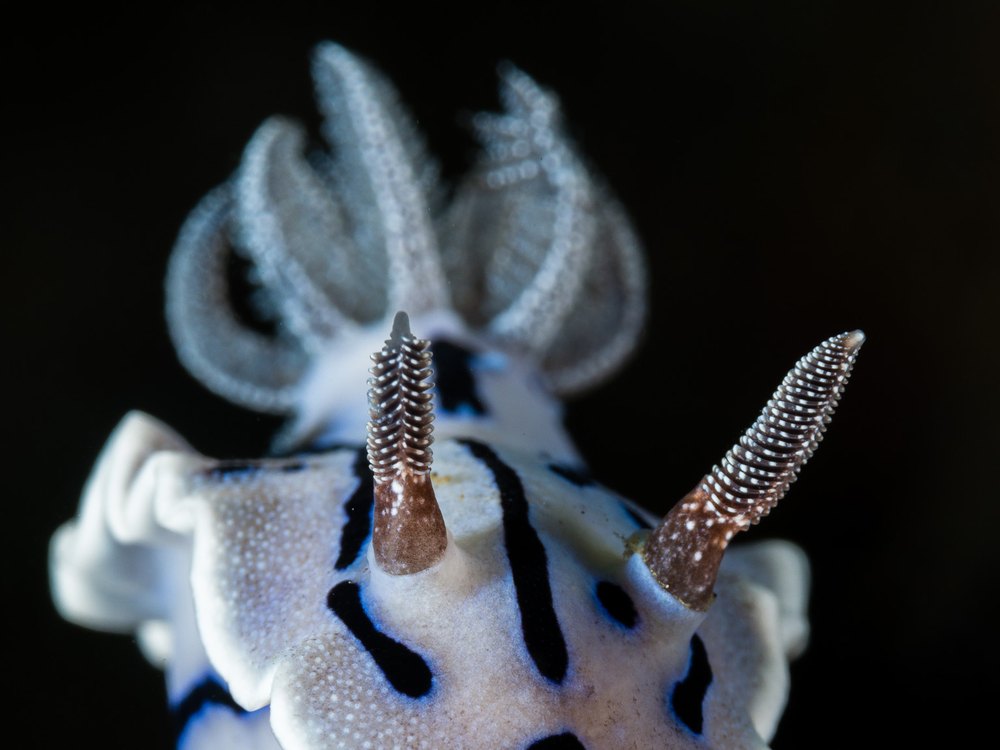 A head-on view of a bluish-white sea slug with two speckled rhinophores and a crown of white-speckled gills, against a black background