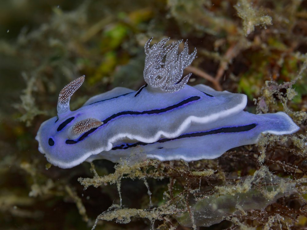 A bluish-white sea slug with dark stripes along its back, a thin white edge and white-speckled gills at the rear