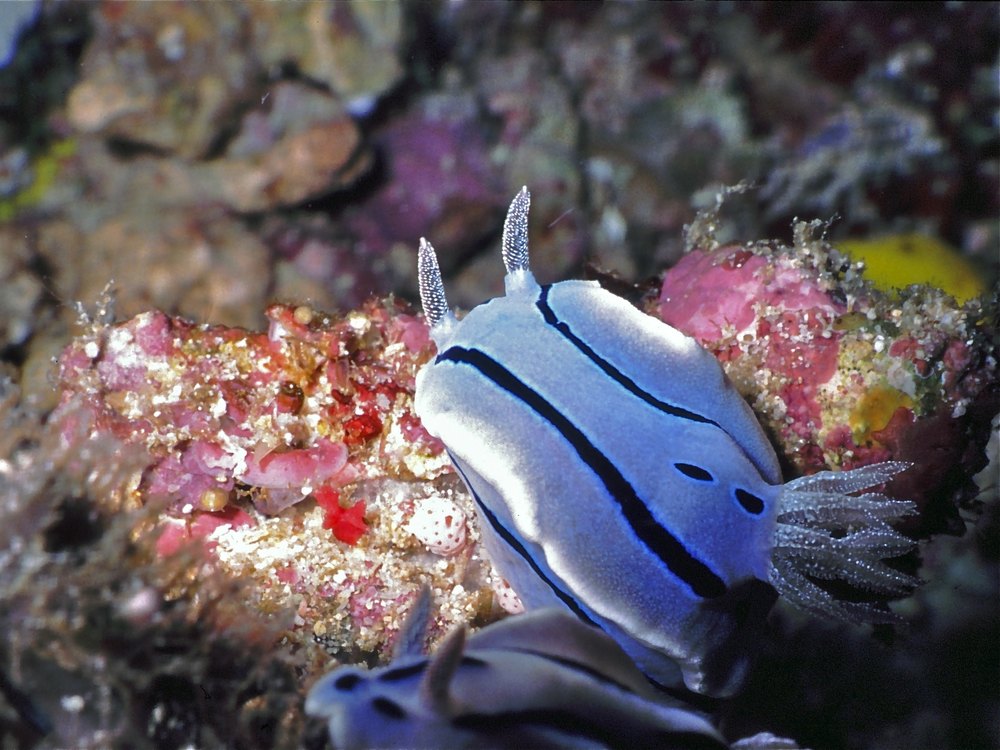 A bluish-white sea slug with dark stripes on a reef covered in pink and red growths, with a second animal at the bottom edge