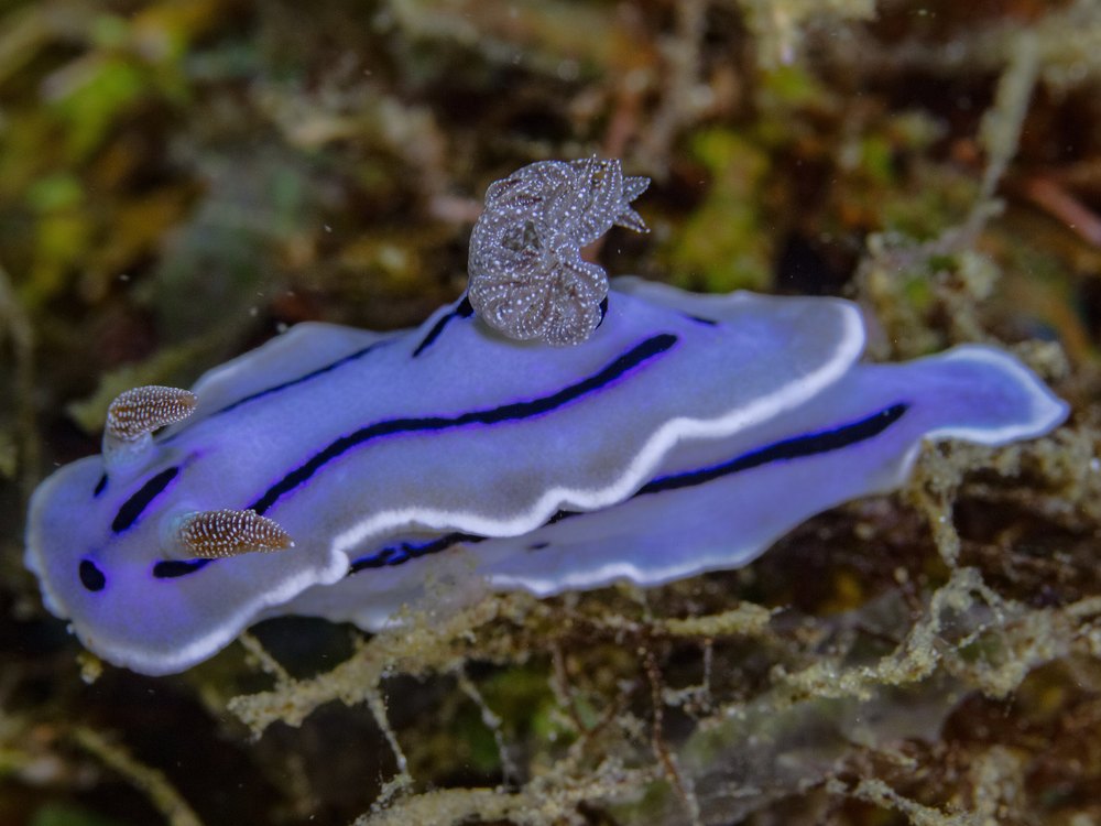 A lilac-blue sea slug with a white edge and long dark stripes, seen from above and behind, with a speckled gill crown and rhinophores
