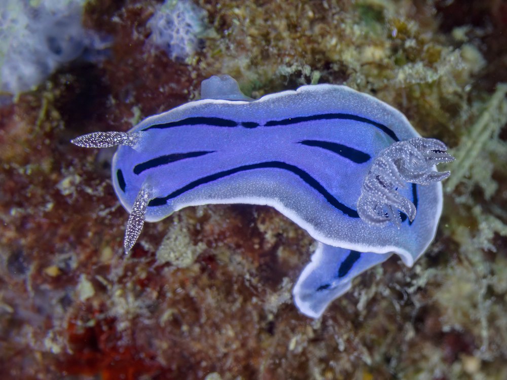 A blue sea slug with a white edge and four dark stripes, seen from above on a reef rock