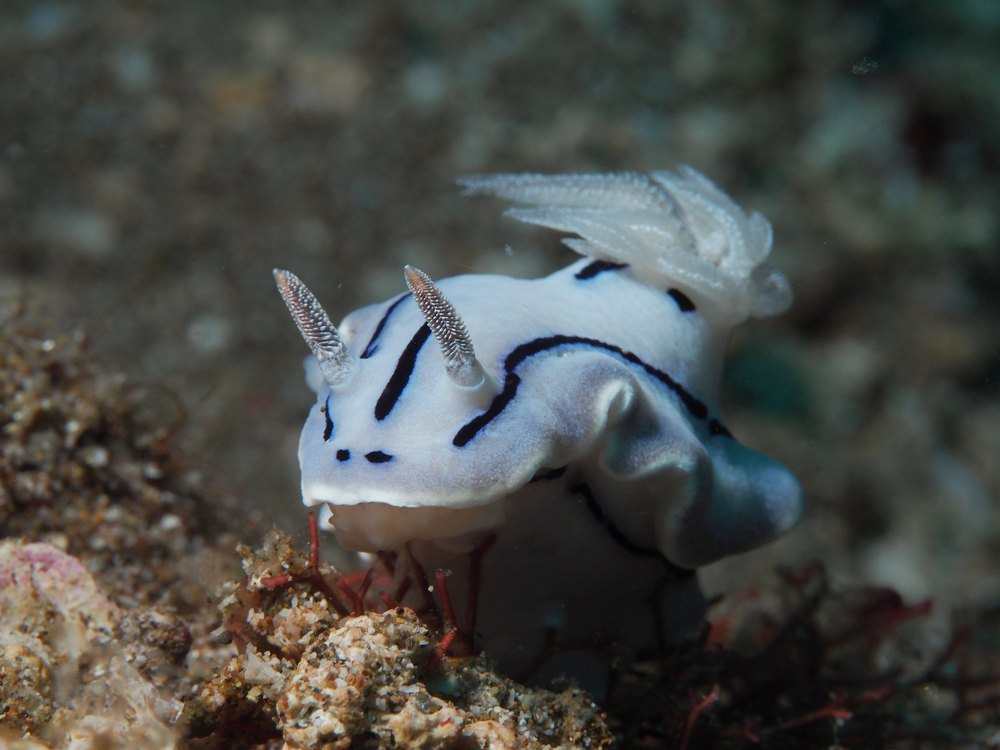 A mostly white sea slug with dark stripes and white gills on sandy ground, seen from the front