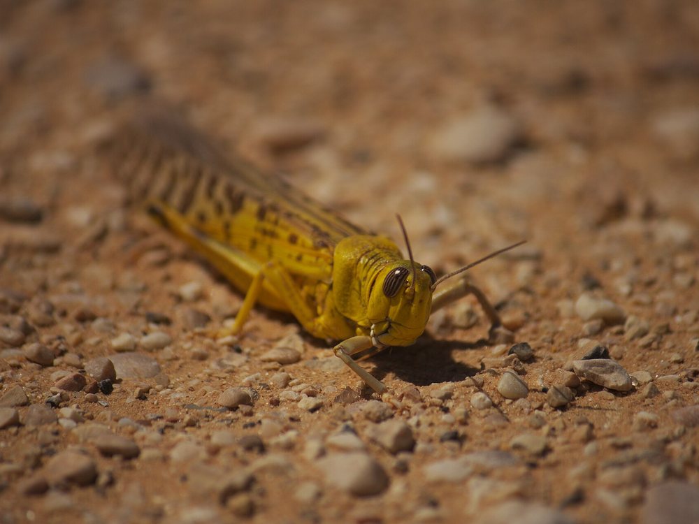 A yellow adult Desert Locust on gravel