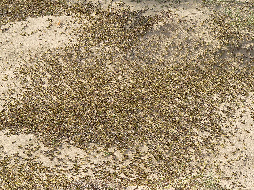 A dense band of dark and yellow Desert Locust hoppers marching over pale sand